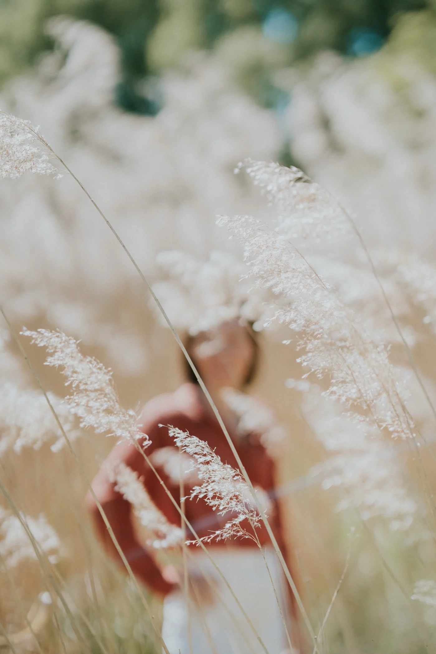 Aude dans les hautes herbes, derrière des graminées en fleur